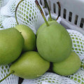 Nueva cosecha de peras frescas de Shandong
